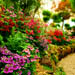 flowers in conservatory